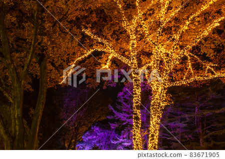 Illuminations of Musashi Kyuryo Forest Park, Saitama Prefecture 83671905