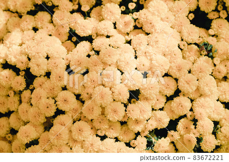 many yellow flowers 83672221