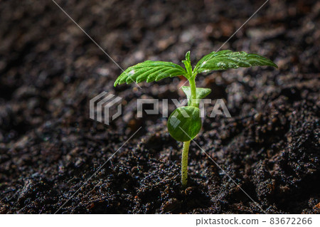 closeup small cannabis tree from seed growth step in garden 83672266