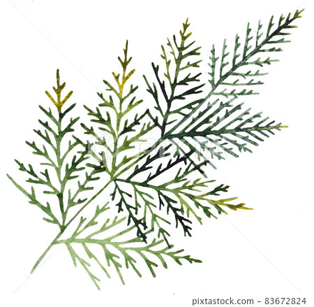 Winter Christmas Watercolor juniper tree branch Winter Christmas Watercolor juniper tree branch 83672824