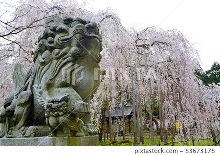 Asuwa神社的垂枝櫻花和守護犬 83673178