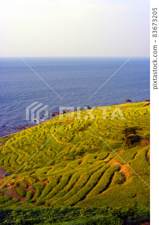 輪島的白米千枚田,小稻田重疊並一直延伸到海岸 輪島的白米千枚田,小稻田重疊並一直延伸到海岸 83673205