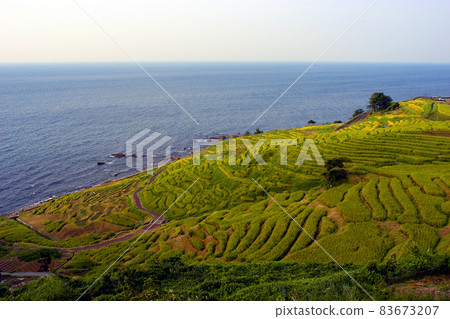 輪島的白米千枚田,小稻田重疊並一直延伸到海岸 輪島的白米千枚田,小稻田重疊並一直延伸到海岸 83673207