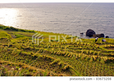 輪島的白米千枚田,小稻田重疊並一直延伸到海岸 輪島的白米千枚田,小稻田重疊並一直延伸到海岸 83673208