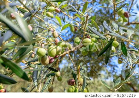 Olive fruit Shodoshima, Kagawa Prefecture Olive fruit Shodoshima, Kagawa Prefecture 83673219