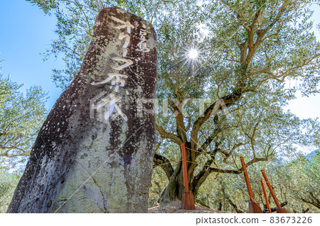 香川縣小豆島市橄欖原木 83673226