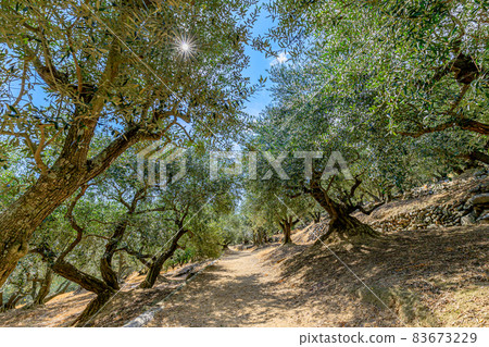 Shodoshima Olive Garden, Kagawa Prefecture 83673229