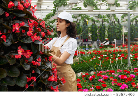 Young woman caring for red flowers in greenhouse. Young woman caring for red flowers in greenhouse. 83673406