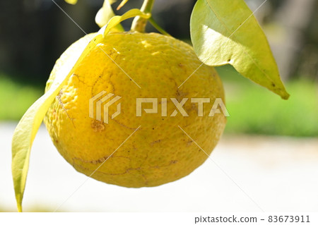 Ripe yuzu fruit and wood 83673911