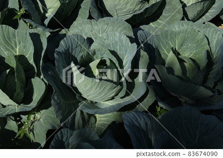 白菜田 白菜田 83674090