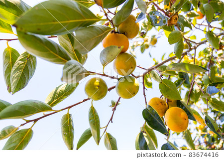 Fruited persimmon tree 83674416