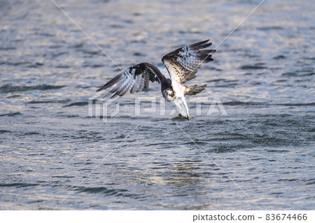 Osprey 100 states that prey on fish at the mouth of the Onga River [Fukuoka Prefecture] 83674466