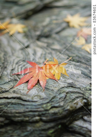 Autumn leaves fallen leaves Autumn leaves fallen leaves 83674601