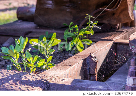 Young green trees growing through old car wreck. Young green trees growing through old car wreck. 83674779
