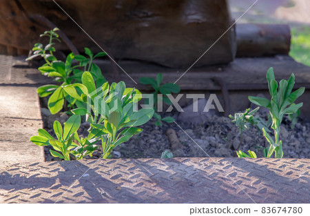Young green trees growing through old car wreck. Young green trees growing through old car wreck. 83674780