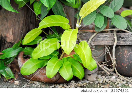 Philodendron cv or  Lemon Lime ,ARACEAE or Philodendron plant or Arrowhead Vine 83674861