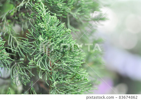 pine tree in blur background, Juniperus chinensis pine tree in blur background, Juniperus chinensis 83674862