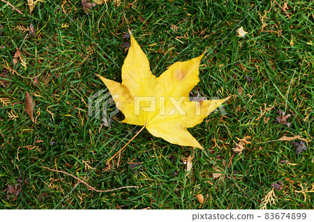 Autumn yellow maple leaf on green grass Autumn yellow maple leaf on green grass 83674899