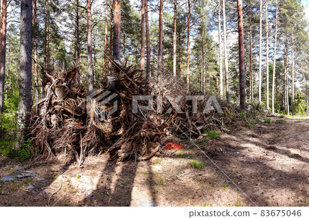 Uprooted trees, the consequences of the hurricane in the summer pine forest Uprooted trees, the consequences of the hurricane in the summer pine forest 83675046