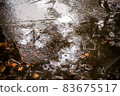 frozen puddle in autumn 83675517