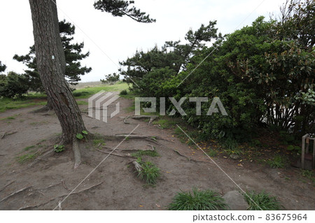 Hayama Ichiro Coast Hayama Ichiro Coast 83675964