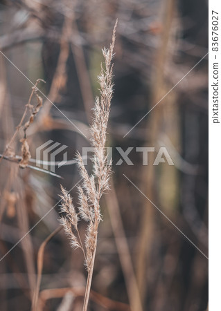 Soft dry branches of beige cane on a dark background. Beautiful natural background in pastel colors Soft dry branches of beige cane on a dark background. Beautiful natural background in pastel colors 83676027