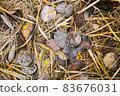 Fallen leaves in frostfallen leaves in frost 83676031