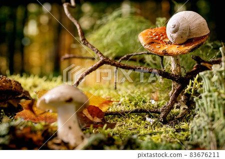 Fairy tale ambiance magical autumn forest background 83676211