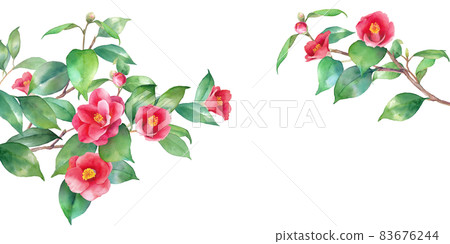紅茶花的水彩插圖。從左右延伸的樹枝裝飾框架。橫幅背景。山茶花。 紅茶花的水彩插圖。從左右延伸的樹枝裝飾框架。橫幅背景。山茶花。 83676244