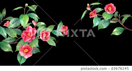 Watercolor illustration of red camellia on black background. A decorative frame of branches extending from the left and right. Banner background. Camellia japonica. 83676245