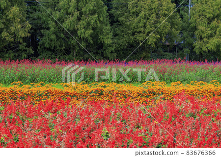 Menard Aoyama Resort Herb Garden with Autumn Flowers Menard Aoyama Resort Herb Garden with Autumn Flowers 83676366