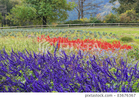 梅納德青山渡假村藥草園,秋花 梅納德青山渡假村藥草園,秋花 83676367