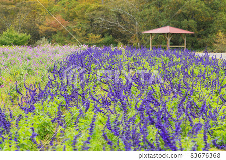 梅納德青山渡假村藥草園，秋花 83676368