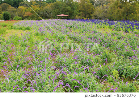 梅納德青山渡假村藥草園，秋花 83676370