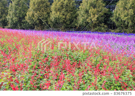 梅納德青山渡假村藥草園，秋花 83676375
