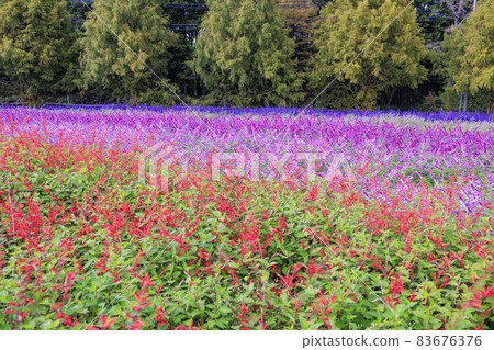梅納德青山渡假村藥草園,秋花 梅納德青山渡假村藥草園,秋花 83676376