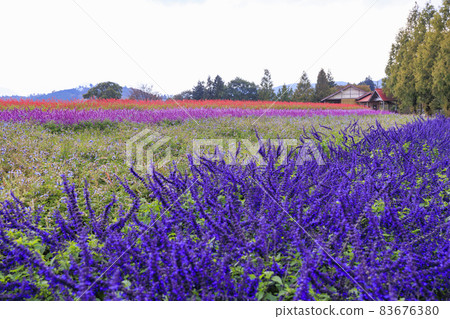 Menard Aoyama Resort Herb Garden with Autumn Flowers 83676380