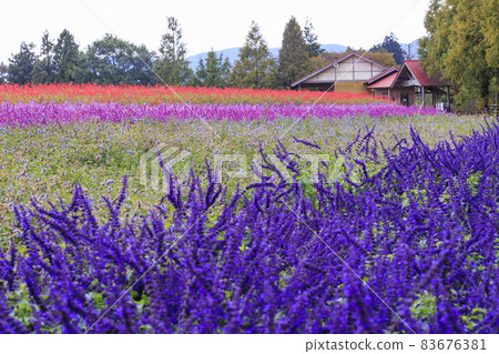 Menard Aoyama Resort Herb Garden with Autumn Flowers Menard Aoyama Resort Herb Garden with Autumn Flowers 83676381
