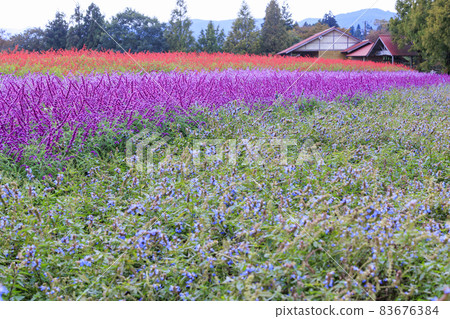 梅納德青山渡假村藥草園,秋花 梅納德青山渡假村藥草園,秋花 83676384