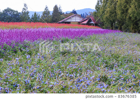 梅納德青山渡假村藥草園,秋花 梅納德青山渡假村藥草園,秋花 83676385