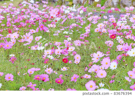 Menard Aoyama Resort Herb Garden with Autumn Flowers Menard Aoyama Resort Herb Garden with Autumn Flowers 83676394