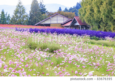 梅納德青山渡假村藥草園,秋花 梅納德青山渡假村藥草園,秋花 83676395