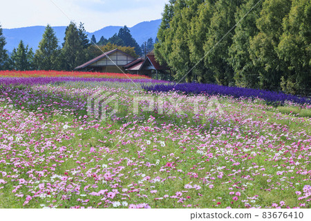 Menard Aoyama Resort Herb Garden with Autumn Flowers Menard Aoyama Resort Herb Garden with Autumn Flowers 83676410