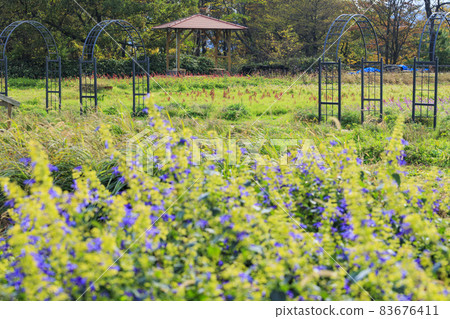 Menard Aoyama Resort Herb Garden with Autumn Flowers 83676411