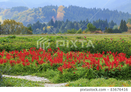 Menard Aoyama Resort Herb Garden with Autumn Flowers Menard Aoyama Resort Herb Garden with Autumn Flowers 83676416