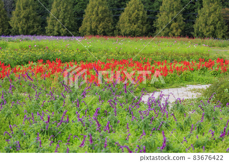 Menard Aoyama Resort Herb Garden with Autumn Flowers 83676422