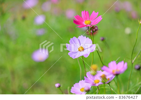Menard Aoyama Resort Herb Garden with Autumn Flowers 83676427