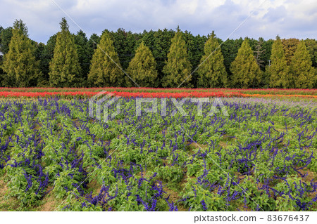 Menard Aoyama Resort Herb Garden with Autumn Flowers Menard Aoyama Resort Herb Garden with Autumn Flowers 83676437