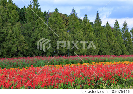 Menard Aoyama Resort Herb Garden with Autumn Flowers 83676446