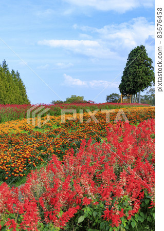 梅納德青山渡假村藥草園，秋花 83676458